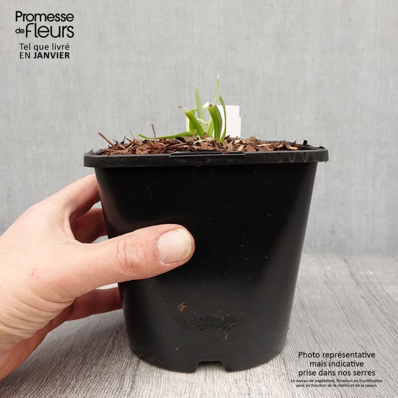Amostra de Ail d'ornement - Allium senescens In Orbit Vaso de 2 L/3 L tal como entregue no inverno