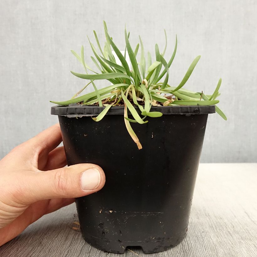 Amostra de Allium senescens In Orbit Vaso de 2 L/3 L tal como entregue na primavera