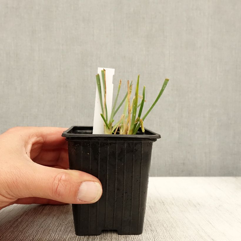Amostra de Ail d'ornement - Allium senescens Lisa Blue Godet de 8/9 cm calibre I tal como entregue no outono