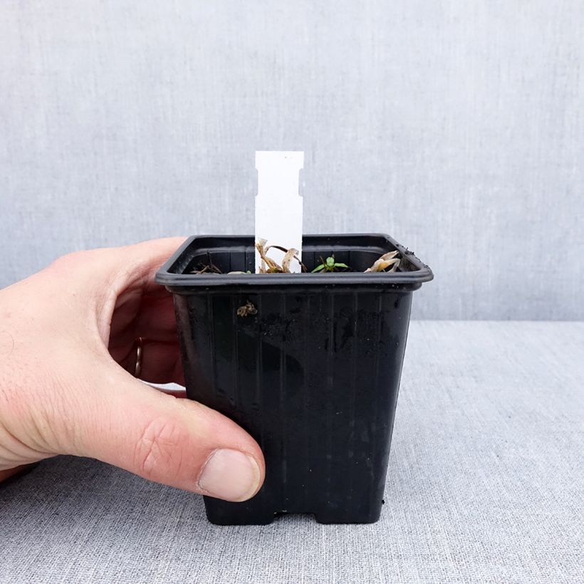 Amostra de Ail d'ornement - Allium senescens Lisa Blue Vaso de 8/9 cm size I tal como entregue no inverno