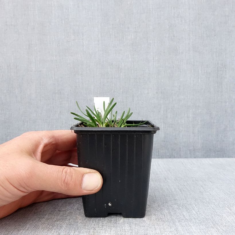 Amostra de Allium senescens Lisa Blue Vaso de 8/9 cm Calibre I tal como entregue na primavera