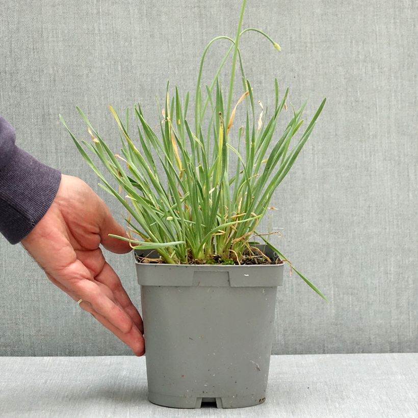 Amostra de Allium senescens Lisa Blue Vaso de 2 L/3 L tal como entregue no verão