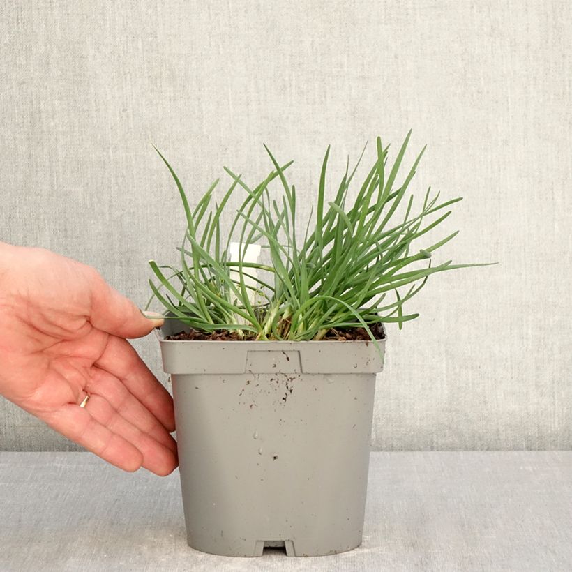 Amostra de Allium senescens Lisa Blue Vaso de 2 L/3 L tal como entregue na primavera