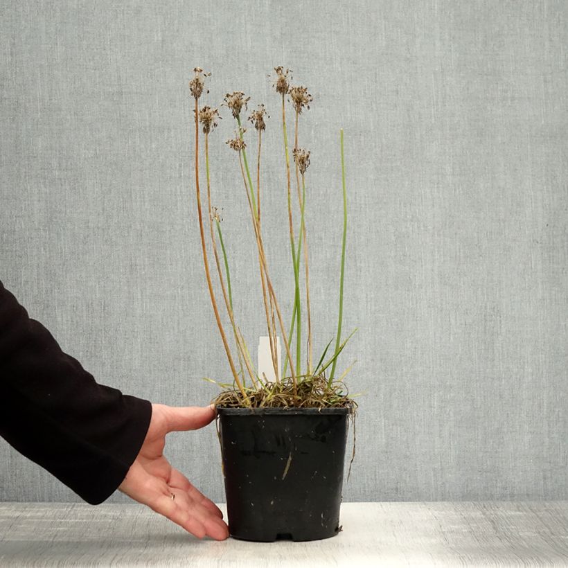 Amostra de Allium senescens Lisa Green Vaso de 2 L/3 L tal como entregue no outono