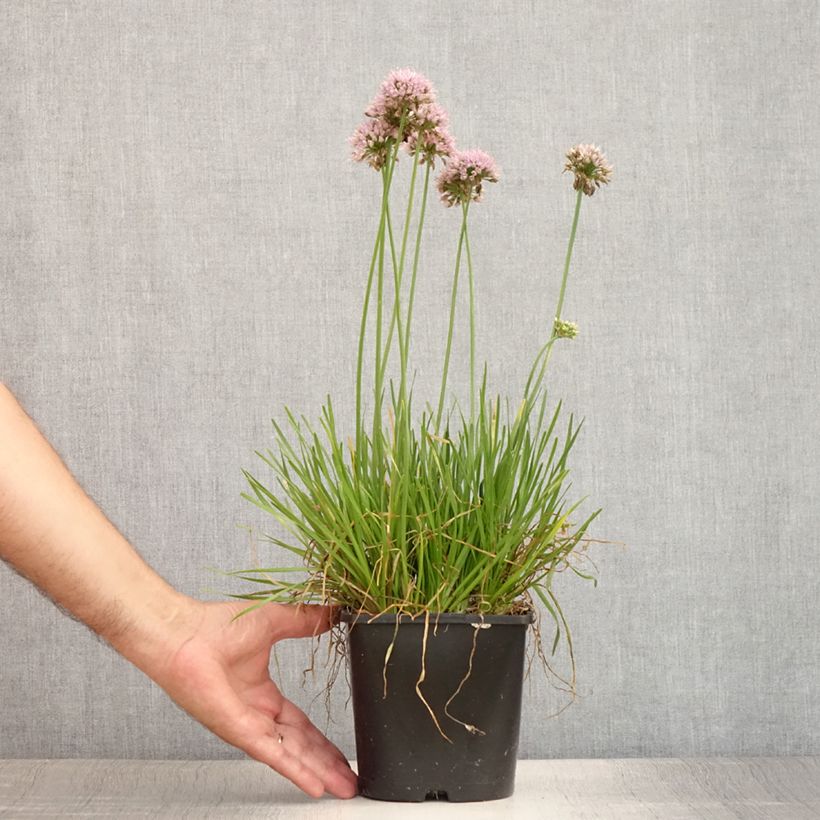 Amostra de Allium senescens Lisa Green Vaso de 2 L/3 L tal como entregue no verão