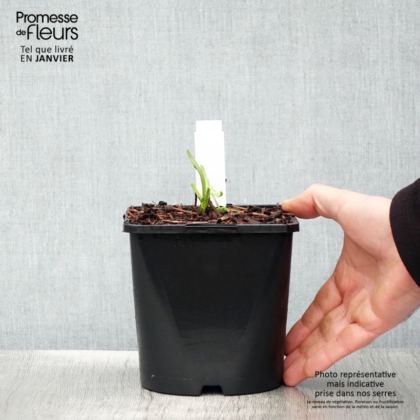 Amostra de Ail d'ornement - Allium senescens Lisa Green Vaso de 2 L/3 L tal como entregue no inverno