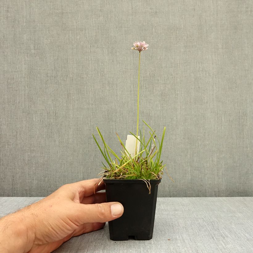Amostra de Allium senescens subsp. montanum Vaso de 8/9 cm Calibre I tal como entregue no verão