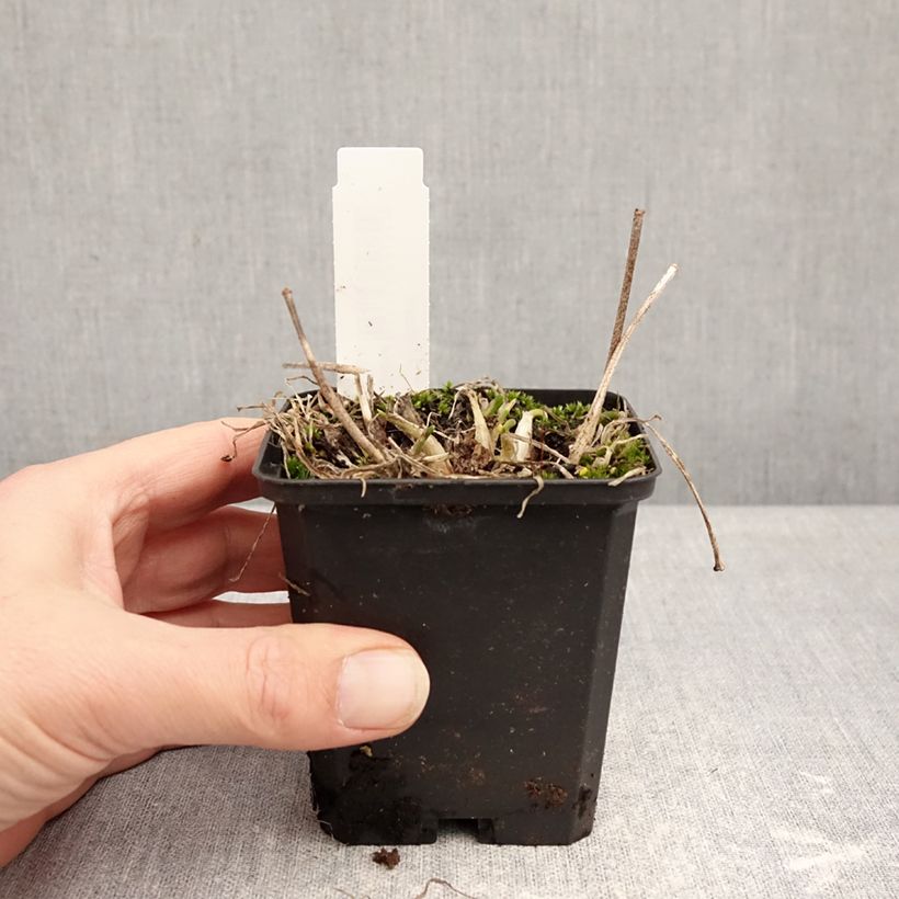 Amostra de Allium senescens subsp. montanum Vaso de 8/9 cm Calibre I tal como entregue no inverno