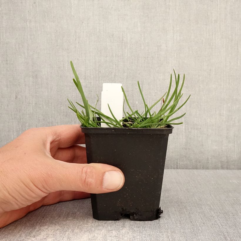 Amostra de Allium senescens subsp. montanum Vaso de 8/9 cm Calibre I tal como entregue na primavera