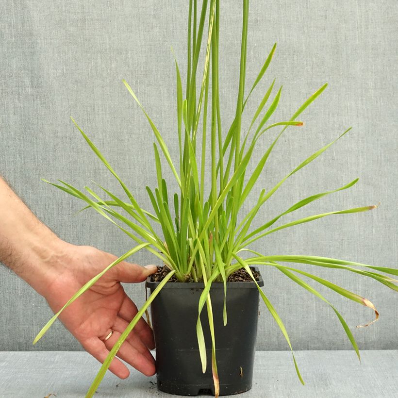 Amostra de Allium senescens subsp. montanum Summer Beauty Vaso de 2 L/3 L Calibre I tal como entregue no verão