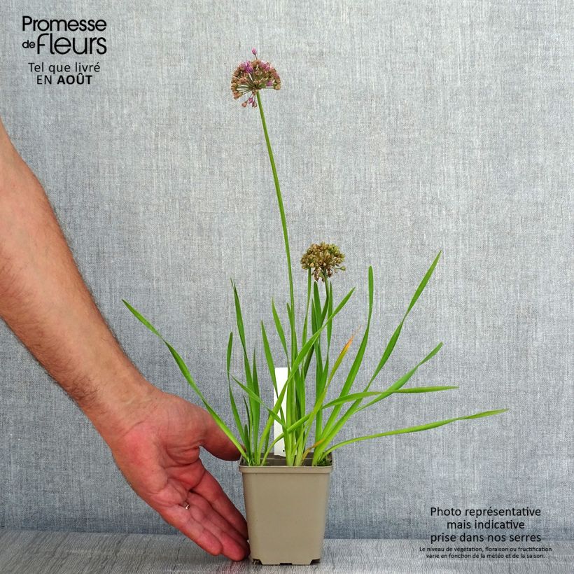 Amostra de Allium Serendipity Vaso de 8/9 cm tal como entregue no verão