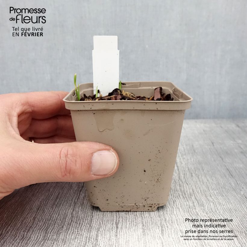 Amostra de Allium Serendipity Vaso de 8/9 cm tal como entregue no inverno