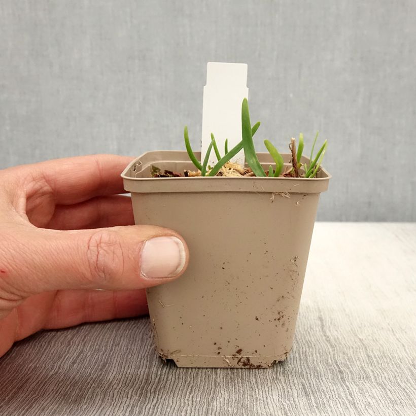 Amostra de Allium Serendipity Vaso de 8/9 cm tal como entregue na primavera