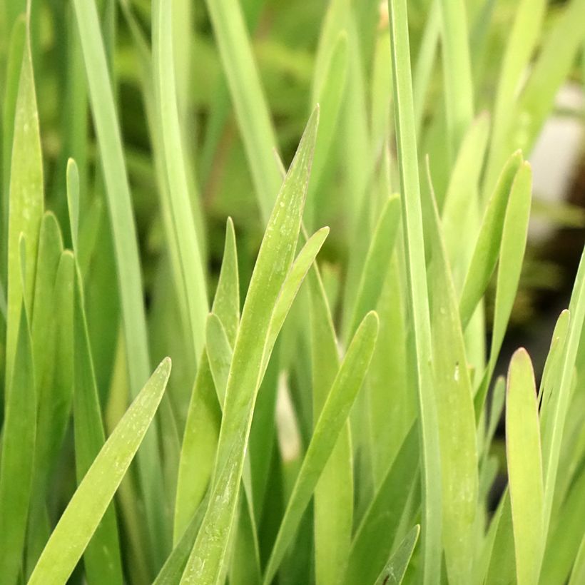 Allium Serendipity (Folhagem)
