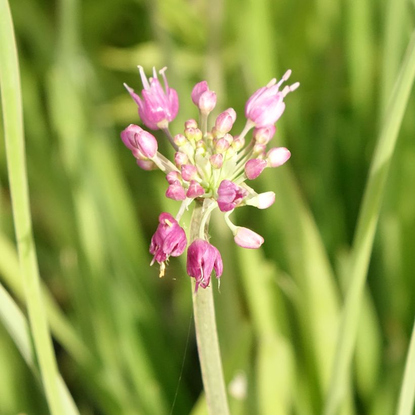 Allium Serendipity (Floração)