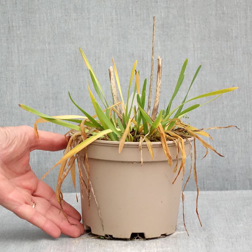 Amostra de Allium Serendipity Vaso de 2 L/3 L tal como entregue no outono