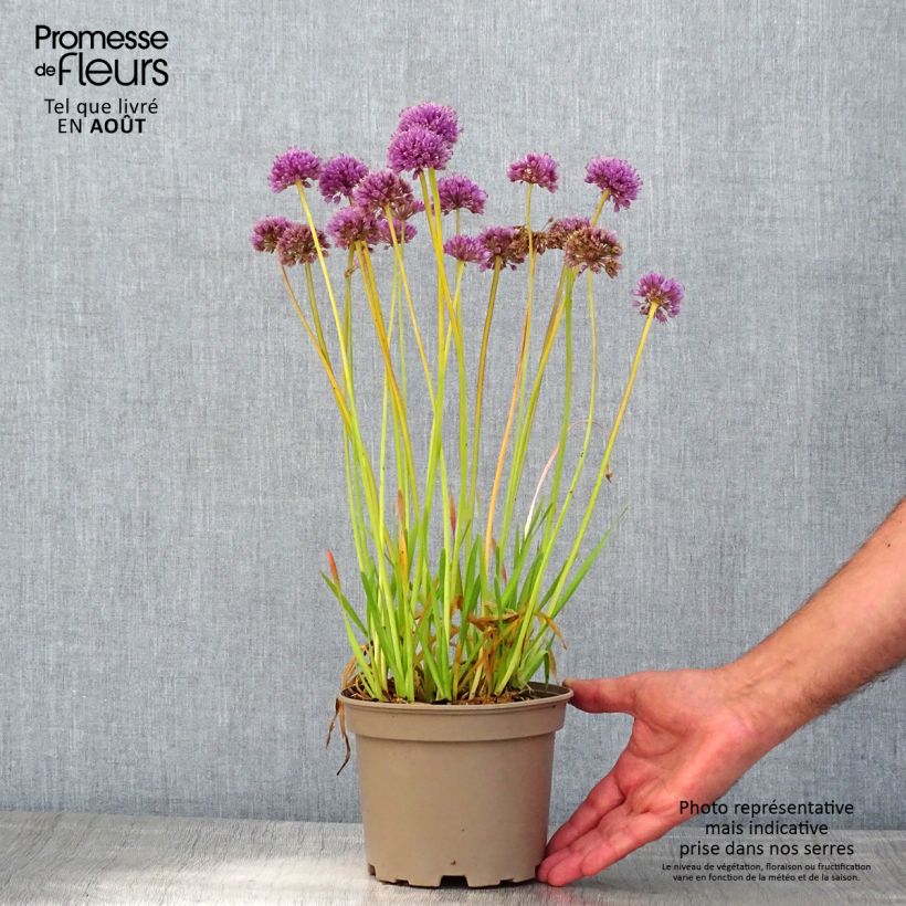 Amostra de Allium Serendipity Vaso de 2 L/3 L tal como entregue no verão