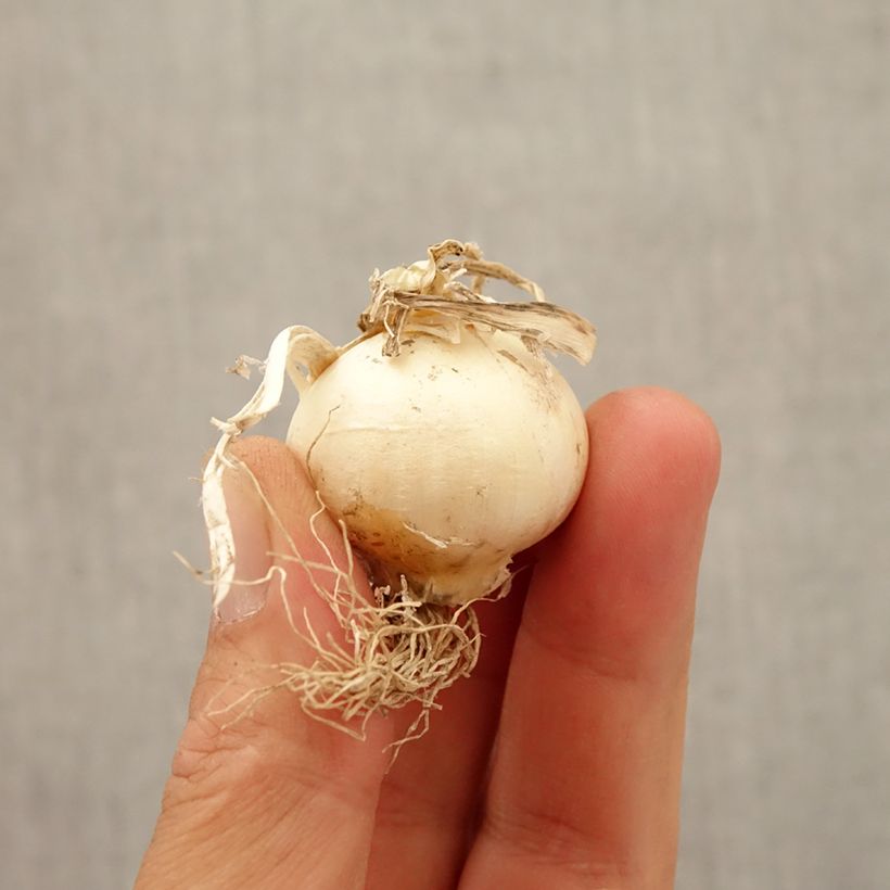 Amostra de Ail d'ornement - Allium Silver Spring Bulbe Kaliber/Größe 2.5/5 tal como entregue no outono