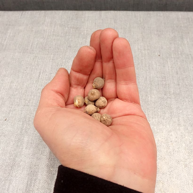 Amostra de Allium sphaerocephalon Bulbo Calibre 4+ tal como entregue na primavera