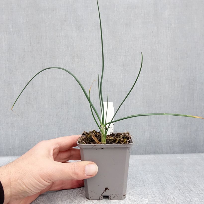 Amostra de Allium sphaerocephalon Vaso de 8/9 cm Calibre 6+ tal como entregue no inverno