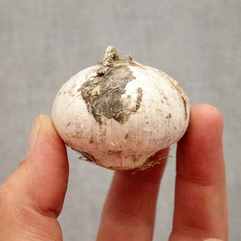 Amostra de Ail d'ornement - Allium stipitatum Album Bulbe Kaliber/Größe 16+ tal como entregue no outono