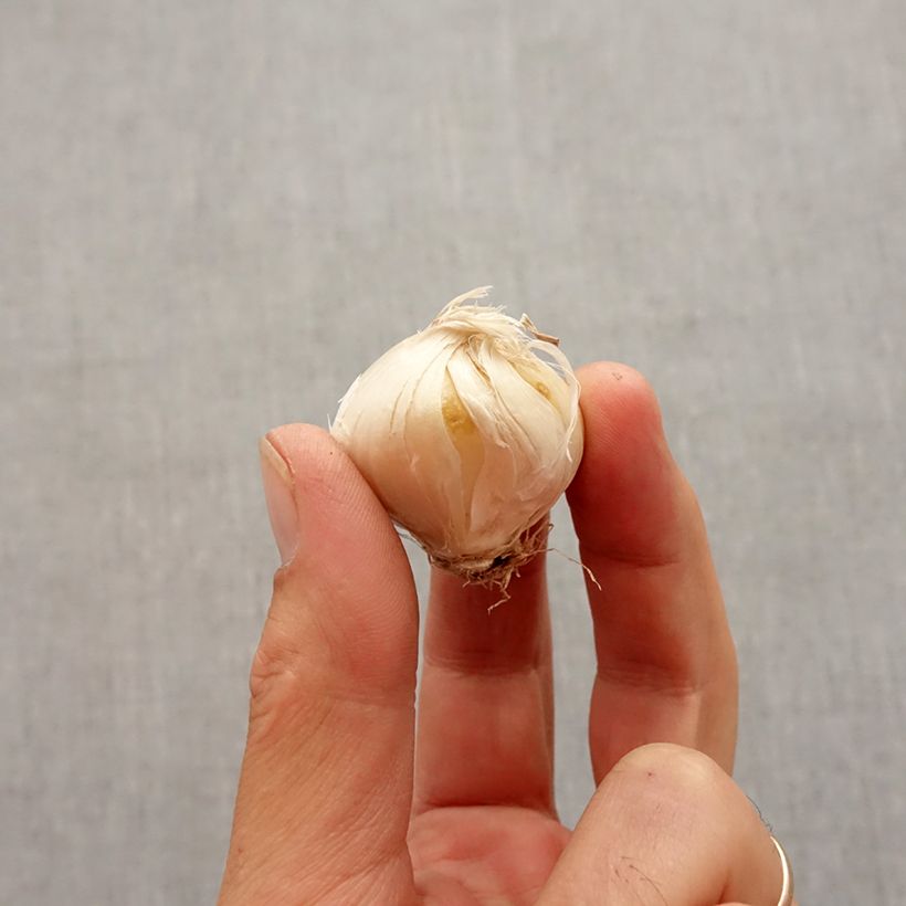 Amostra de Ail d'ornement - Allium stipitatum Violet Beauty Bulbe Kaliber/Größe 2.5/5 tal como entregue no outono