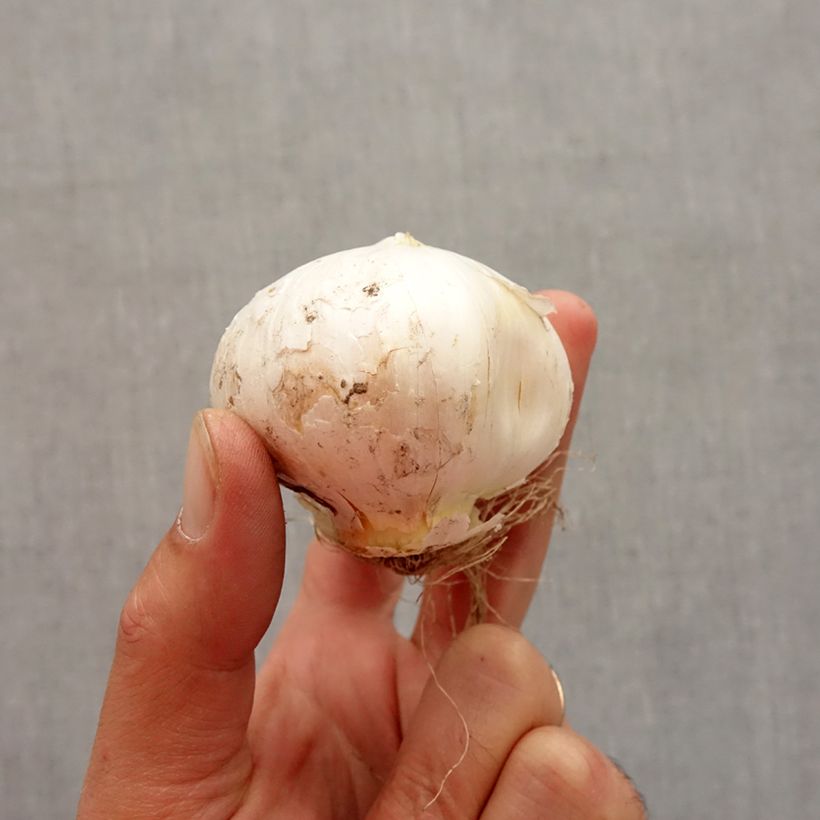 Amostra de Ail d'ornement - Allium stipitatum White Giant Bulbe Kaliber/Größe 18+ tal como entregue no outono