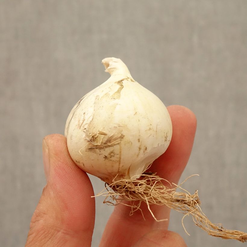 Amostra de Ail d'ornement - Allium Summer Drummer Bulbo size 12+ tal como entregue no outono