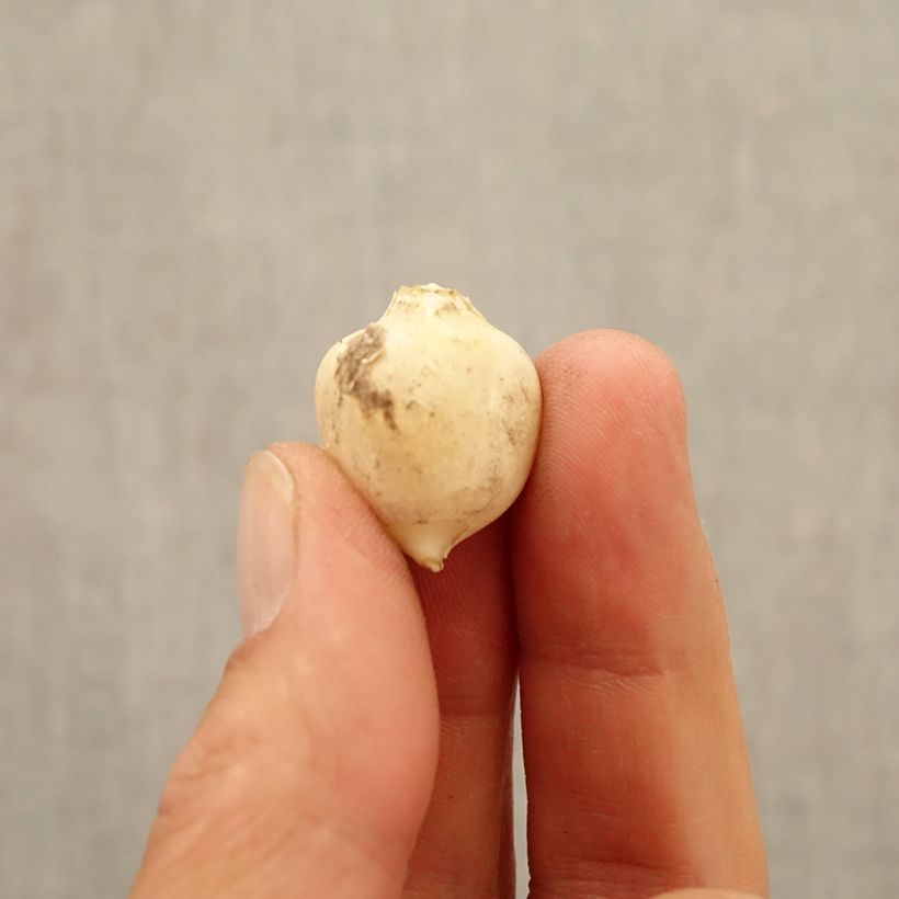 Amostra de Ail d'ornement - Allium triquetrum Bulbe Kaliber/Größe 5+ tal como entregue no outono