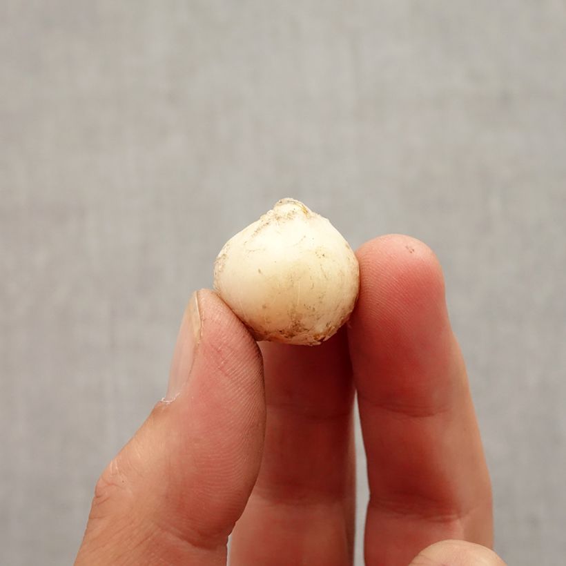 Amostra de Allium unifolium Bulbo Calibre 5+ tal como entregue no outono