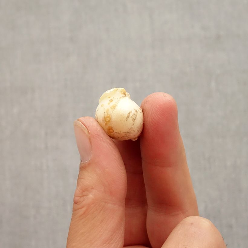 Amostra de Ail d'ornement - Allium unifolium Eros Bulbe Kaliber/Größe 5+ tal como entregue no outono