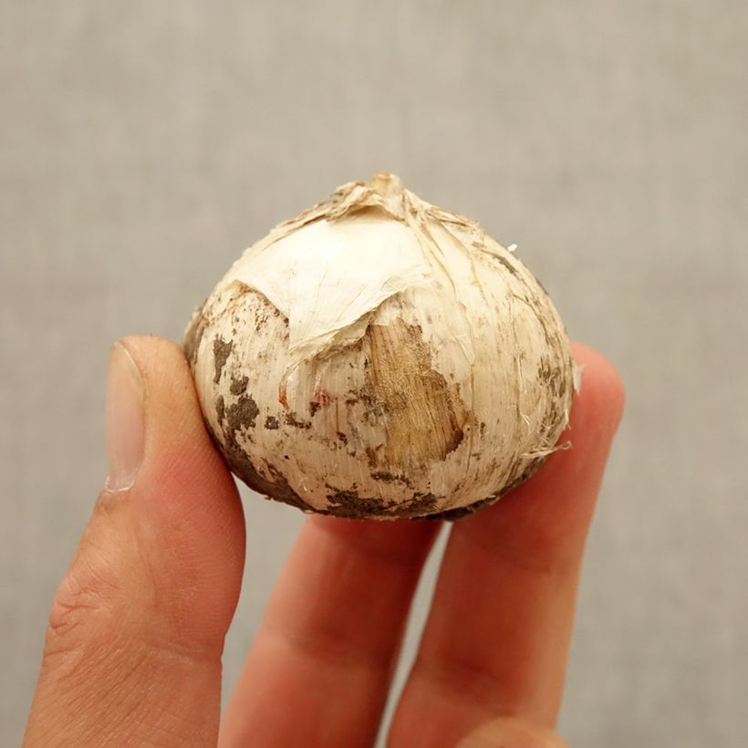 Amostra de Allium Universe em sementes Bulbo Calibre 20+ tal como entregue no outono