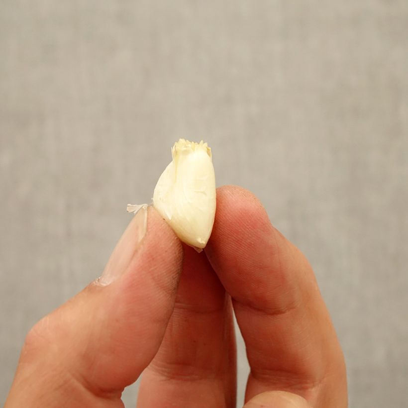 Amostra de Allium ampeloprasum White Cloud Bulbo Calibre 7+ tal como entregue no outono