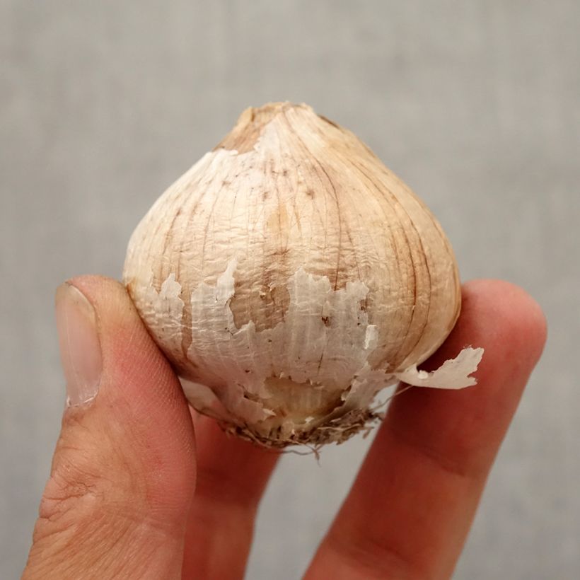 Amostra de Ail d'ornement Etoile de Perse - Allium christophii ou albopilosum Bulbo size 12+ tal como entregue no outono