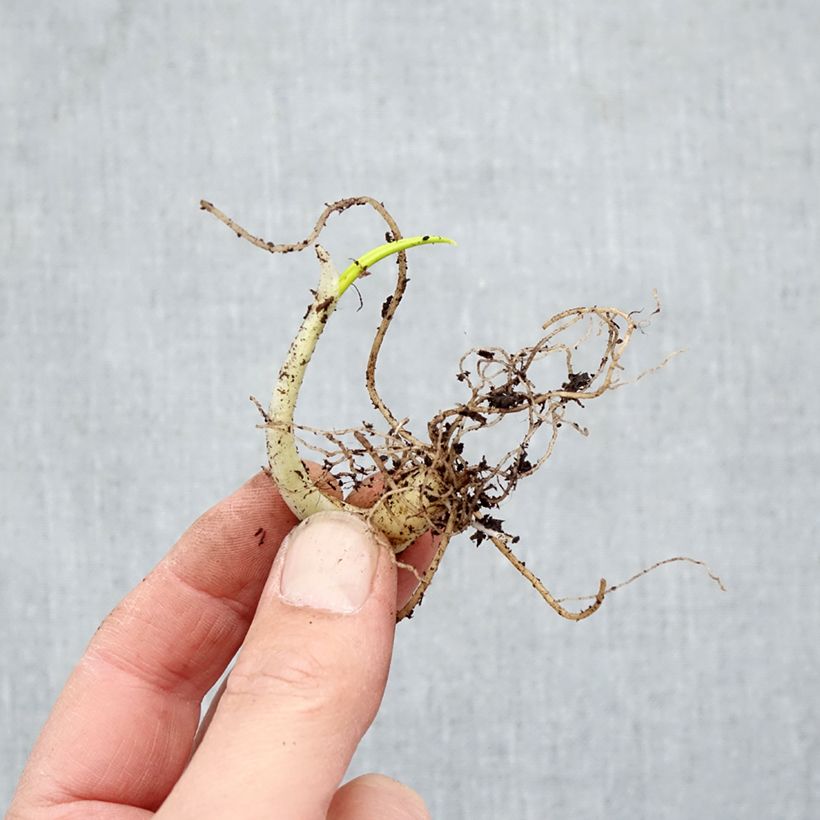 Amostra de Alho dos ursos - Allium ursinum Raízes nuas tal como entregue no inverno