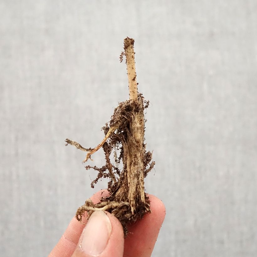 Amostra de Ail odorant - Allium ramosum Bulbo size I tal como entregue no outono