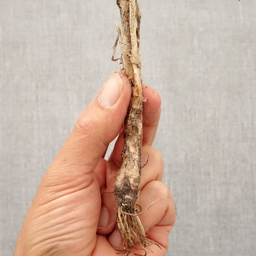 Amostra de Ail penché - Allium cernuum Bulbo size I tal como entregue no outono