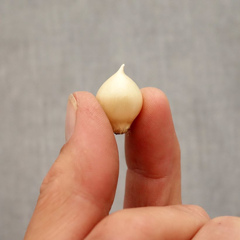 Amostra de Ail rocambole - Allium scorodoprasum Bulbe Kaliber/Größe 5+ tal como entregue no outono