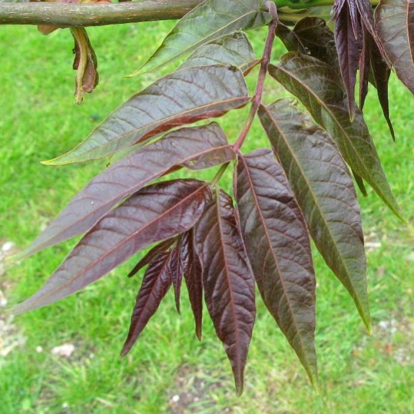 Ailanthus altissima Purple Dragon (Folhagem)
