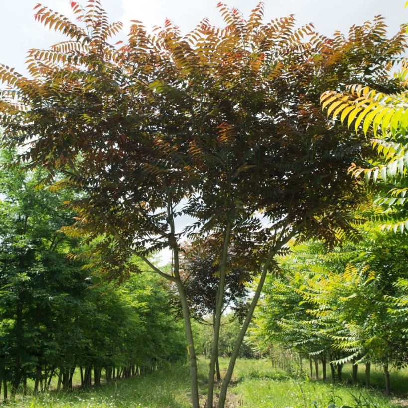Ailanthus altissima Purple Dragon (Hábito)