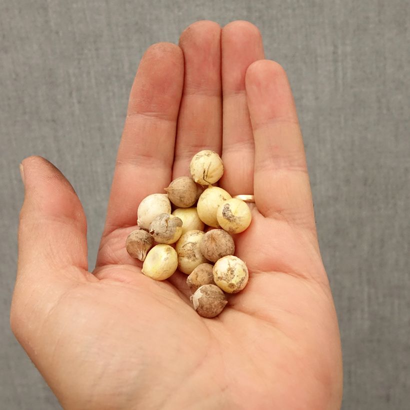 Amostra de Allium sp em sementes Bulbo Calibre 4+ tal como entregue no outono