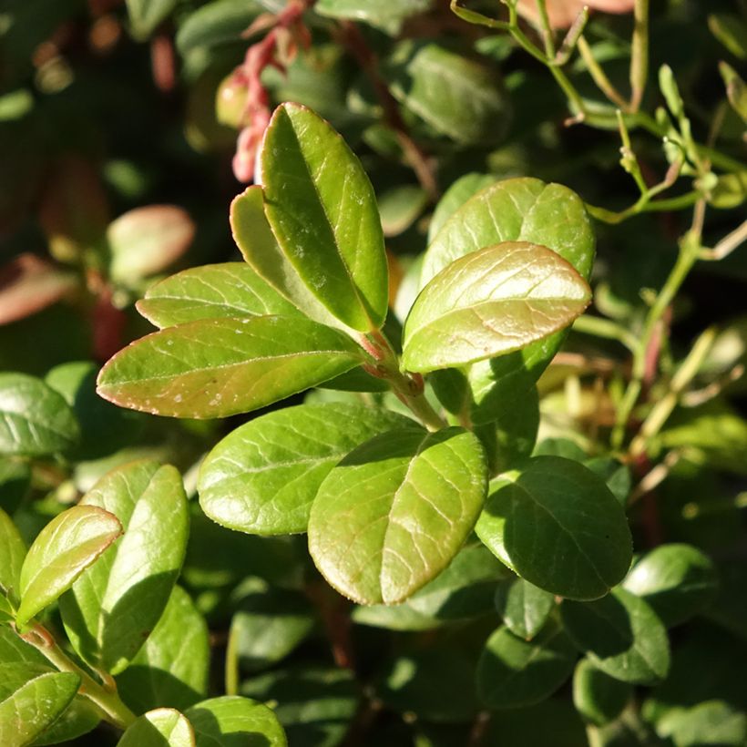 Arando-vermelho Bio - Vaccinium vitis idaea (Folhagem)