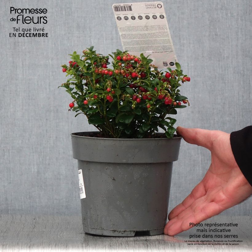 Amostra de Arando-vermelho Red Candy - Vaccinium vitis-idaea Vaso de 1,5 L/2 L, Arbusto tal como entregue no outono