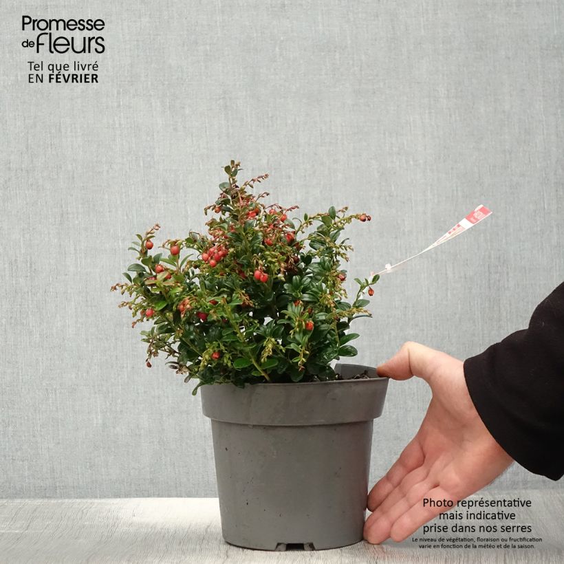 Amostra de Airelle rouge Red Candy - Vaccinum vitis-idaea Pot de 1,5L/2L, Buisson tal como entregue no inverno