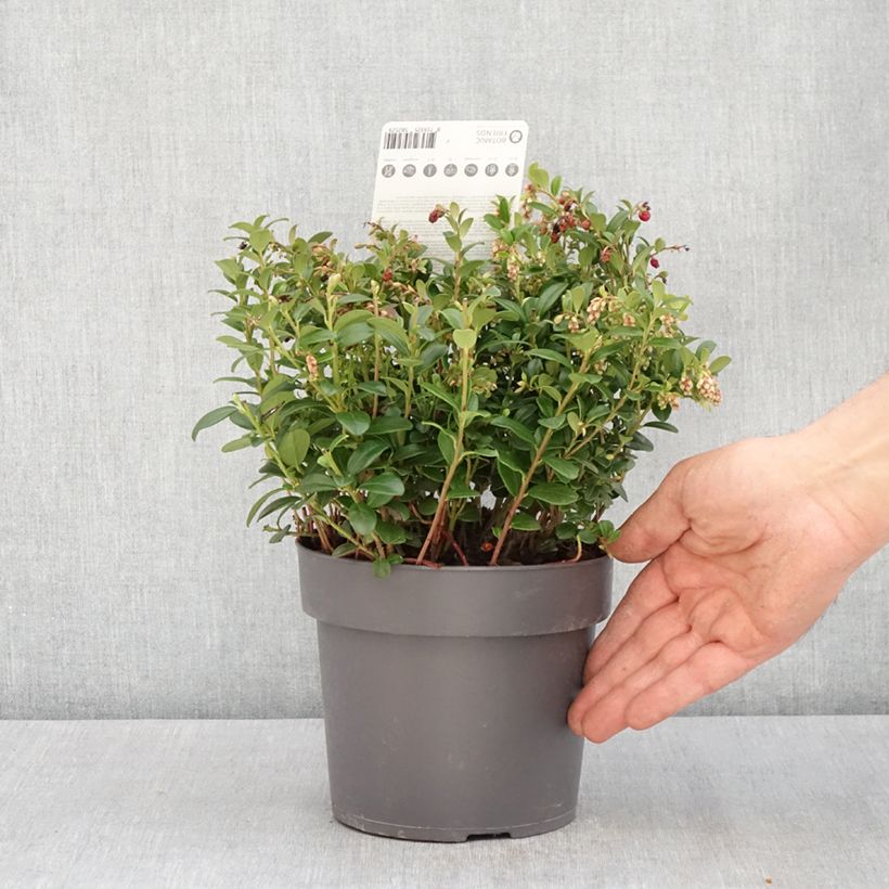 Amostra de Arando-vermelho Red Candy - Vaccinium vitis-idaea Vaso de 1,5 L/2 L, Arbusto tal como entregue na primavera