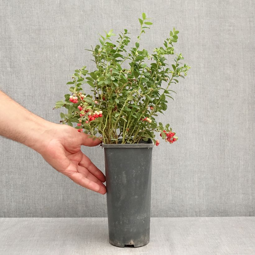 Amostra de Arando-vermelho Red Pearl - Vaccinium vitis-idaea Vaso de 2 L/3 L tal como entregue no verão
