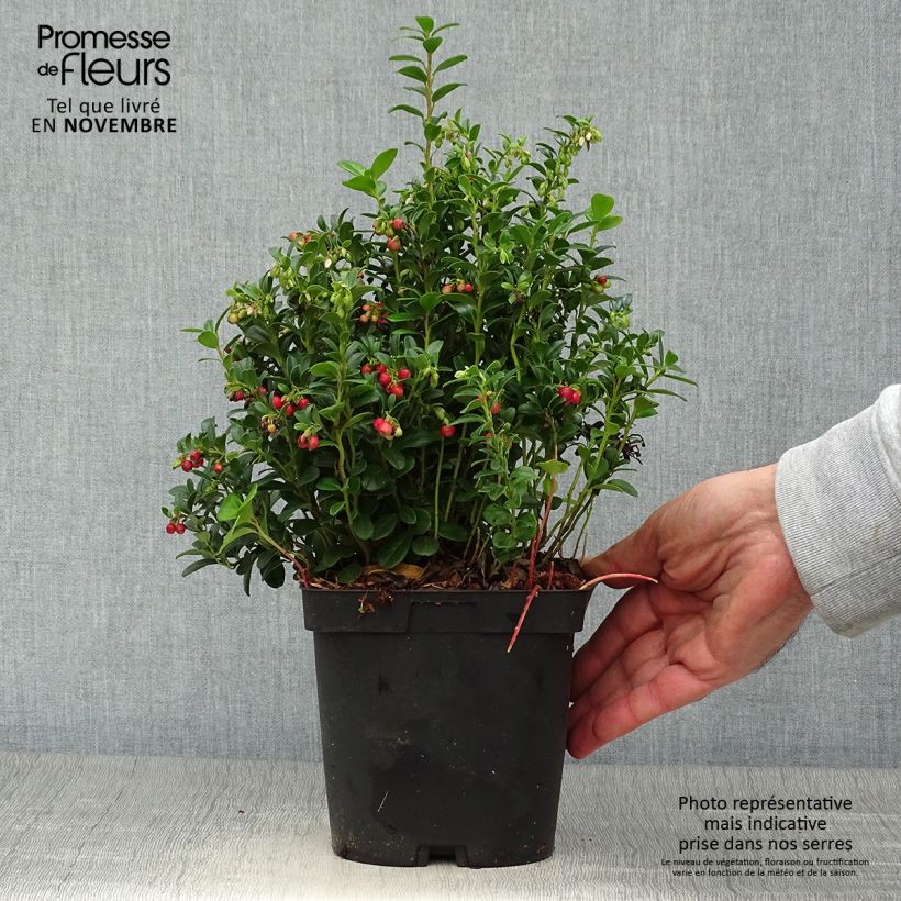Amostra de Arando-vermelho Red Pearl - Vaccinium vitis-idaea Vaso de 2 L/3 L tal como entregue no outono