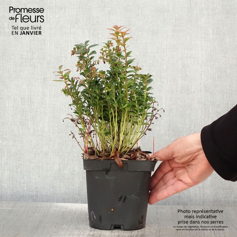 Amostra de Airelle rouge Red Pearl - Vaccinium vitis-idaea Vaso de 2 L/3 L tal como entregue no inverno