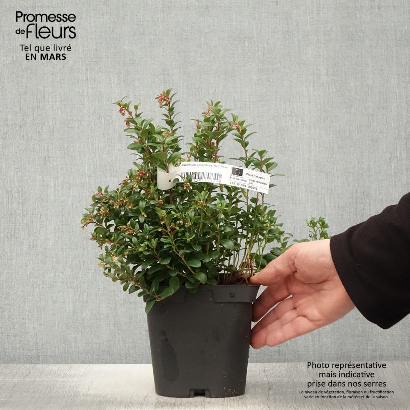 Amostra de Arando-vermelho Red Pearl - Vaccinium vitis-idaea Vaso de 2 L/3 L tal como entregue na primavera