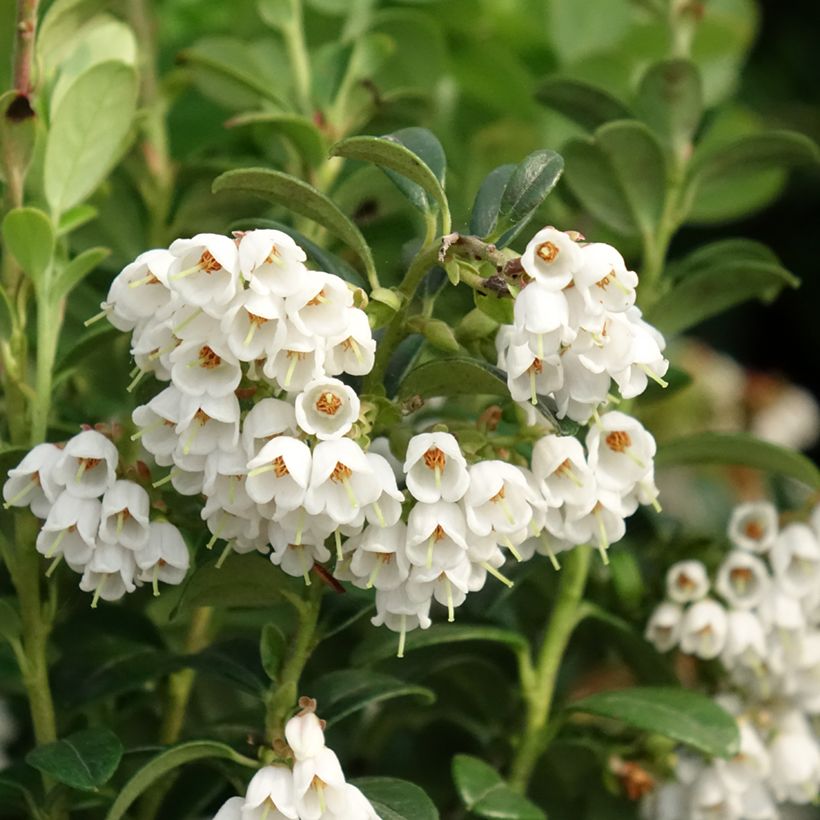Vaccinium vitis idaea - Arando-vermelho (Floração)